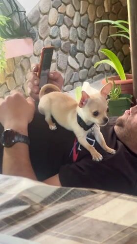 Pet videos captured across morning hours in Bulgarian town