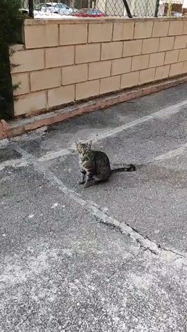 A grey tabby cat is sitting on asphalt pavement. The cat is looking to the right. A brick wall is behind the cat. A hedge is to the left of the cat. The cat stands up and walks to the right. The cat looks at the camera.