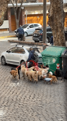 Dog walker leads nine dogs through Buenos Aires streets