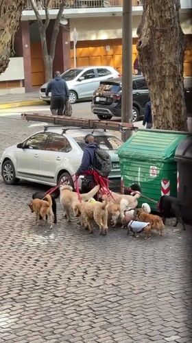 Dog walker leads nine dogs through Buenos Aires streets