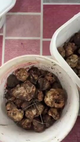 The video shows two white plastic containers filled with truffles. One container is round and the other is rectangular. The truffles are brown and irregularly shaped, with some dirt clinging to them. The containers are sitting on a pink and white checkered surface.  The camera angle alternates to show a close-up of each container.