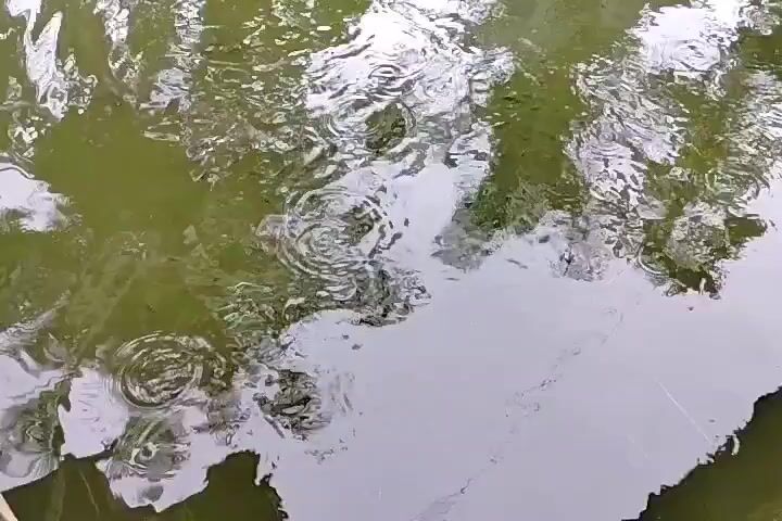 The video shows a close-up view of the surface of water. The water is murky green with reflections of trees and sky. There are ripples on the surface of the water, indicating that it is either raining or there is a slight disturbance. The camera is mostly stationary, but there is a slight tremor, suggesting it may be handheld. No people or distinct objects are visible in the water. The overall impression is of a natural, outdoor environment.