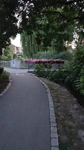 The video shows a paved path curving through a green, leafy environment. On the left side of the path, there is a white symbol resembling a person in a wheelchair, indicating accessibility. Further ahead, a bridge crosses a body of water. The bridge has a railing and is adorned with rows of bright pink flowers. Behind the flowers, a large weeping willow tree with long, trailing branches dominates the background, creating a shaded atmosphere. To the right of the path, dense green foliage and grass line the edge, with a dark, narrow stream visible between the foliage and the path. In the distance, a building with windows can be seen peeking through the trees. The lighting suggests it is either early morning or late evening, with a soft, diffused light. The scene appears tranquil and natural, possibly a park or a waterside walkway.
