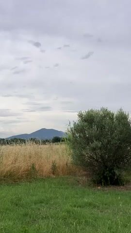 The video shows a rural landscape under a cloudy sky. In the foreground, there is green grass. Behind the grass, a field of dry, golden grass or grain is visible. To the right of the dry field, a dense green bush or small tree stands. In the background, a distant mountain range is silhouetted against the sky. The overall impression is of a calm, natural environment.