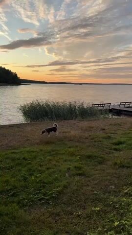 The video opens with a low-angle shot of a grassy area leading to a body of water. A small, dark-colored dog with a white tail stands near the water's edge, facing left. In the background, there is a wooden dock with a railing and benches, extending into the water. Tall reeds or grass grow along the shoreline. The sky displays a sunset with streaks of orange, yellow, and pink clouds against a pale blue backdrop. The left side of the frame shows a distant treeline. The camera pans slightly to the right, focusing on the dog as it moves. The sun is low on the horizon, casting a warm glow over the scene. The water is calm, reflecting the sky. The overall atmosphere is serene and peaceful.