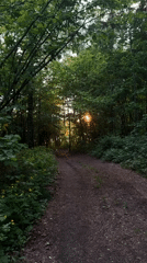 Evening forest walk documented in rural Belarus countryside