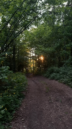 Evening forest walk documented in rural Belarus countryside