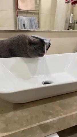 A grey cat with closed eyes drinks water from a faucet in a bathroom sink. The cat is lying on the edge of the white sink with its head under the running water. The sink is set in a marble countertop. In the background, a mirror reflects a towel rack with towels.