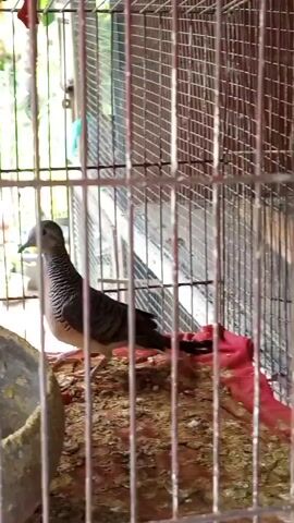 The video shows a bird in a cage. The bird is gray with dark stripes and is standing on a patch of what appears to be dirt and red cloth. There is a gray bowl to the left of the bird, possibly a food or water dish. The cage has metal bars and a mesh back. Outside the cage, greenery and some structures are visible, suggesting an outdoor or semi-outdoor environment. The bird briefly flaps its wings and moves around in the cage.