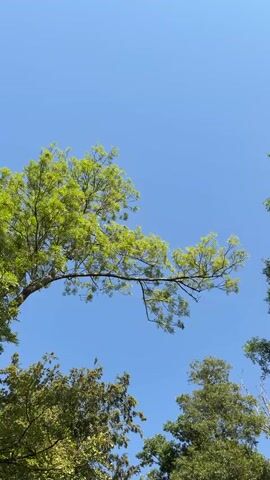 This is a vertical shot looking up at the sky from below the canopy of trees. The sky is a clear, bright blue. In the foreground, a large tree branch extends from the left side of the frame, covered in vibrant green leaves. Its shadow is cast across the upper part of the blue sky. Below this main branch, the tops of other trees with dense green foliage are visible along the bottom of the frame, filling the lower third of the image. The lighting suggests it is a sunny day.