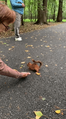 Squirrel encounters in a Prokopyevsk park