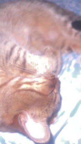 A brown tabby cat sleeps on a blue and white flower-patterned bed. The cat is lying on its side with its paws tucked under its chin. The cat's eyes are closed and its whiskers are visible. The cat appears to be resting comfortably.