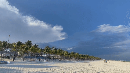 Beach scene captured with palm trees and visitors