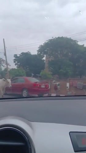 Daily life documented in Shaba, Nigeria during morning hours
