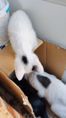 Kittens and cats at play in a Konyaaltı sunroom