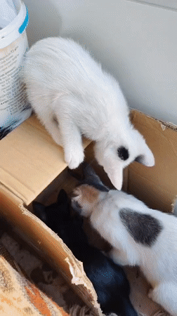 Kittens and cats at play in a Konyaaltı sunroom