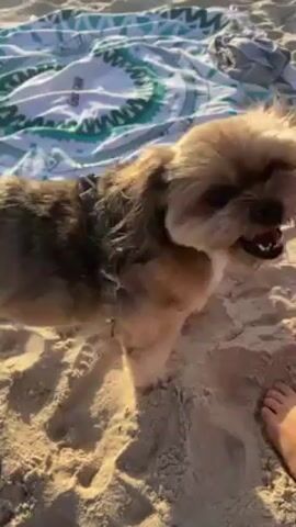 The video shows a small, brown and gray dog standing on a sandy beach. The dog is wearing a harness.  Behind the dog is a round, turquoise and white patterned towel.  The camera then pans up and across the sandy beach, showing a group of people near the water's edge.  The ocean is visible in the background. The sky is a light blue.