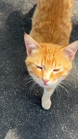 The video shows an orange tabby cat from a high-angle perspective. The cat is looking up at the camera with its mouth open, appearing to meow. The cat's fur is orange with darker orange stripes. Its eyes are green. The cat is sitting on a dark, textured surface, possibly asphalt or concrete. The lighting suggests it is outdoors during the daytime, with shadows visible on the ground. The cat's tail is slightly raised and curved. The video is short, consisting of only a few seconds.