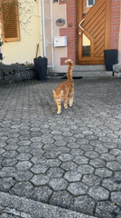 Orange tabby cat approaches outstretched hand in Saarbrücken