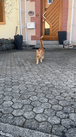 Orange tabby cat approaches outstretched hand in Saarbrücken