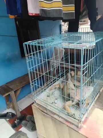 A medium shot captures two iguanas inside a light blue metal cage. The cage is elevated on a white surface. The iguanas are light brown and beige with prominent scales. One iguana is lying down with its head visible, while the other is partially obscured and appears to be moving its legs. The background is blurred, showing a blue wall, a wooden bench, and some hanging clothes. The overall lighting is dim.