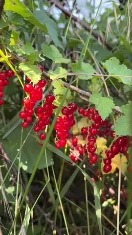 A close-up shot shows several branches of red currants hanging from a bush. The berries are small, round, and a vibrant red color, clustered together in long, drooping bunches. Green leaves, some tinged with yellow, surround the fruit. Tall, thin blades of grass and other green foliage fill the background, creating a natural, outdoor setting. The lighting suggests it is daytime, with sunlight filtering through the leaves, casting shadows and highlighting the glossiness of the berries. The video is stationary and the focus is sharp on the red currants.