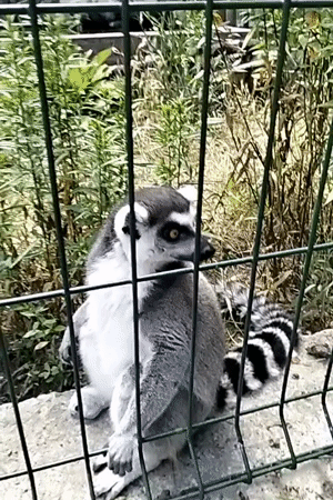 Afternoon walkthrough of Odesa Zoo, July 2026