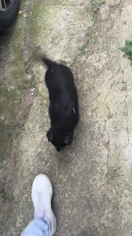 A top-down video shows a black and tan German Shepherd puppy walking on a cracked concrete surface. The puppy is primarily black with tan markings on its paws and face. In the background, a white shoe is visible. The video then shifts to a close-up view of the puppy from a slightly elevated angle as it walks towards the camera. Finally, the perspective changes again, showing the puppy walking towards a vehicle and then turning to the right, with another German Shepherd dog visible in the background. The puppy appears to be exploring its surroundings.