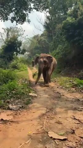 An Asian elephant walks forward on a dirt path in a wooded area. The elephant is large and gray-brown, with tusks. It has a leafy branch in its mouth, which it holds with its trunk. The path is narrow, dirt colored, and flanked by greenery on both sides. The background has thick trees and some mountains or a large hill in the far distance. People can be heard talking in the background.
