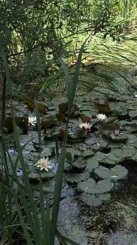The video shows a close-up view of a pond filled with lily pads and water lilies. Several white and pink water lilies are in bloom, scattered amongst the green lily pads. Tall green reeds and other foliage surround the pond, creating a lush, natural environment. The water is dark and still, with some green algae visible on the surface. The camera appears to be positioned at eye level with the pond, looking across it. The lighting suggests it is daytime, likely with some dappled sunlight filtering through the surrounding greenery. The overall scene is one of tranquility and natural beauty.