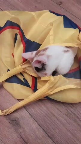 A calico kitten is playing with a yellow fabric object that has red and blue markings. The kitten is partially inside the fabric and is batting at it with its paws. The fabric object appears to be some sort of toy or bag. The scene takes place on a wooden floor.