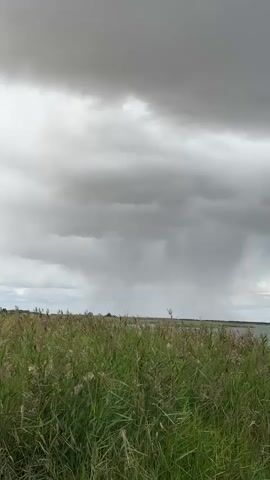 The video shows a natural landscape with a body of water, reeds, and a cloudy sky. In the distance, a rain shower is visible, indicated by a vertical stream of precipitation falling from the clouds. The water appears choppy, suggesting wind. The foreground is dominated by tall green reeds. The sky is filled with dark, heavy clouds, creating a dramatic atmosphere.