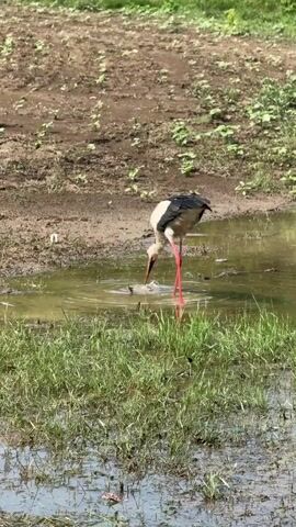 A white stork with black wings and bright red legs stands in shallow muddy water, catching and eating a frog. The area around the water is muddy with some green grass. In the background, there is a brown dirt area with sparse green growth, and a lush green area further back. The lighting is natural and bright.
