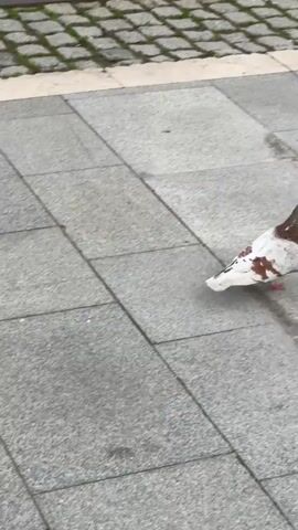 The video shows a pigeon walking on a grey paved sidewalk. The pigeon is gray and white with patches of brown. It walks from right to left across the screen. The sidewalk is made of square grey blocks and is bordered by a strip of decorative tiling. The camera then pans upward to show a wide street lined with trees and buildings. The street is empty, and the sky is overcast. The buildings are a mix of architectural styles and sizes.