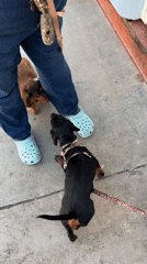 Dog walker with two dachshunds spotted on San Diego sidewalk