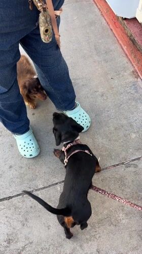 Dog walker with two dachshunds spotted on San Diego sidewalk