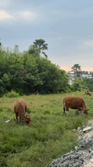 Morning observations capture cattle grazing, street scenes, commercial interiors