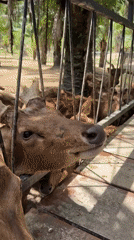 Hand-feeding deer and ducks at a wildlife sanctuary