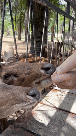 Hand-feeding deer and ducks at a wildlife sanctuary