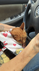Woman drives with orange cat sleeping in lap