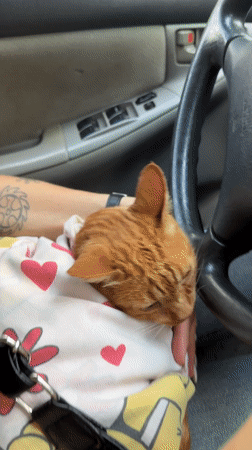 Woman drives with orange cat sleeping in lap