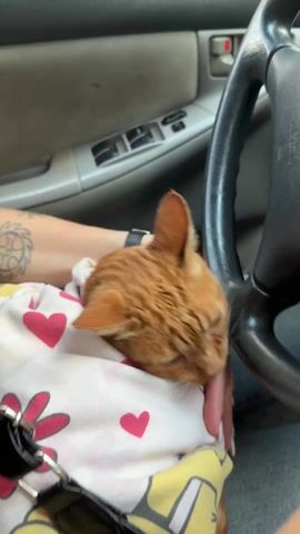 A woman is driving a car, with an orange cat nestled in her lap, wrapped in a baby blanket. The cat has its head down and appears to be asleep or very relaxed. The woman is wearing a black top and jeans, with a black purse strap across her body. Her left arm has a tattoo. The car is a Toyota, and the interior is a light gray color. The background shows green trees and grass visible through the car window.