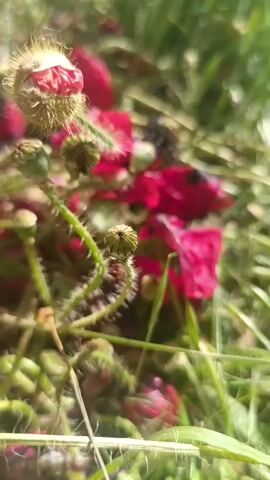 This close-up video showcases several poppy flower buds and scattered red petals in an outdoor, natural setting. In the foreground, a prominent poppy bud, covered in fine hairs, is partially open, revealing vibrant red petals within. Below it, several smaller, greener, and tightly closed poppy buds are visible on their stems. The stems themselves are green and appear somewhat spiky or hairy.

The background is softly blurred but clearly shows more fallen red poppy petals scattered among green foliage, suggesting that other poppies have already bloomed and shed their petals. The lighting is bright and sunny, indicating daytime, possibly late morning or early afternoon. No specific activity beyond the natural state of the plants is depicted. There are no people, objects, or visible text in the frame. The scene evokes a sense of natural beauty and growth in what appears to be a field or garden in Goryachevodsky, Russia.