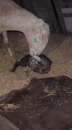 Newborn lamb and ewe in a Karakol barn, just after birth