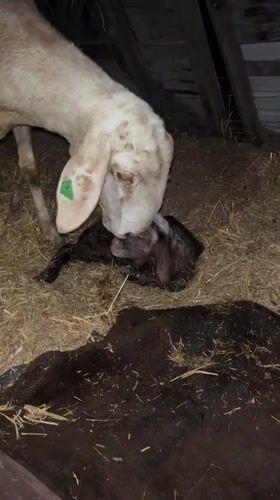 Newborn lamb and ewe in a Karakol barn, just after birth