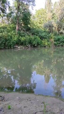 The video shows a still body of water, likely a river or lake, with lush green trees and foliage lining the opposite bank. The water's surface reflects the trees and the sky, creating a mirror image. The foreground shows a muddy bank with some sparse vegetation. The lighting suggests it is daytime, possibly late afternoon or early morning, with soft sunlight filtering through the trees. There are no people or animals visible in the frame, and no action is taking place. The scene is serene and natural.