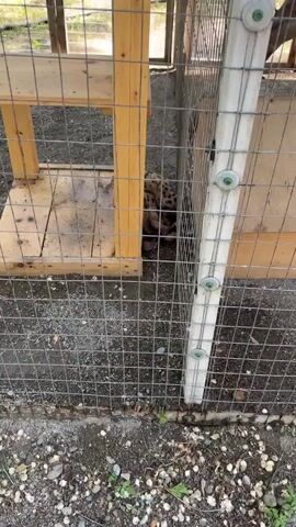 A spotted wild cat, possibly a serval or similar species, is curled up sleeping in a confined outdoor enclosure. The enclosure appears to be made of wire mesh and wooden beams. The cat is positioned near a wooden structure within the enclosure. The ground is covered with gravel and debris. The camera is positioned outside the enclosure, looking through the wire mesh.