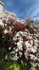 Hotel building and flowering plants documented in Budva