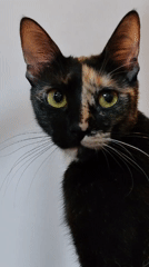 Tortoiseshell cat photographed indoors during 16-minute span