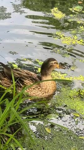 A close-up shot of a duck swimming in a pond covered with green algae. The duck is brown and white with a yellow beak and is partially submerged in the water. The water is rippling, and there are some green plants in the foreground. The lighting suggests it is daytime.